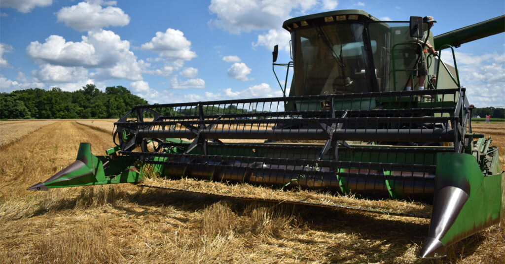 A combine harvesting wheat